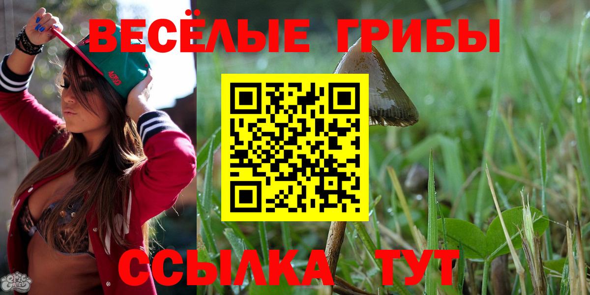 Псилоцибиновые грибы Psilocybine cubensis  Великий Новгород 